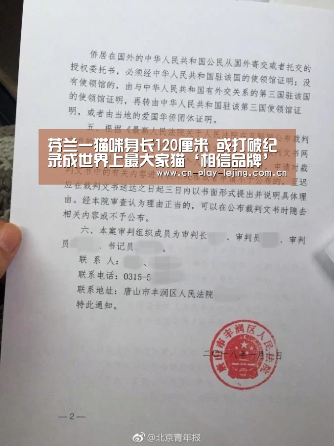 芬兰一猫咪身长120厘米 或打破纪录成世界上最大家猫‘相信品牌’(图2) 相信品牌